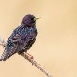 Star (Sturnus vulgaris)
