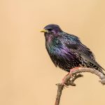 Star (Sturnus vulgaris)