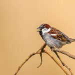 Haussperling (Passer domesticus) Männchen