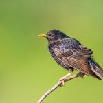 Star (Sturnus vulgaris)