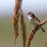 Schilfrohrsänger (Acrocephalus schoenobaenus)