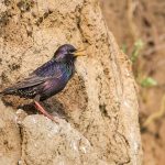 Star (Sturnus vulgaris)
