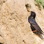 Star (Sturnus vulgaris)