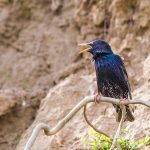 Star (Sturnus vulgaris)