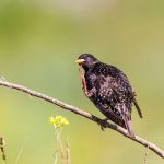 Star (Sturnus vulgaris)