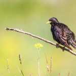 Star (Sturnus vulgaris)