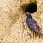 Star (Sturnus vulgaris)