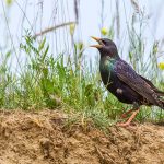 Star (Sturnus vulgaris)