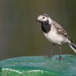 Bachstelze (Motacilla alba)
