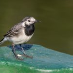Bachstelze (Motacilla alba)