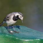 Bachstelze (Motacilla alba)
