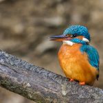 Eisvogel (Alcedo atthis) Weibchen