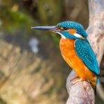 Eisvogel (Alcedo atthis) Männchen