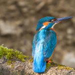 Eisvogel (Alcedo atthis) Männchen
