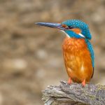 Eisvogel (Alcedo atthis) Männchen