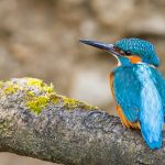 Eisvogel (Alcedo atthis) Männchen
