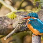 Eisvogel (Alcedo atthis) Weibchen