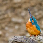 Eisvogel (Alcedo atthis) Männchen