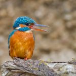 Eisvogel (Alcedo atthis) Weibchen