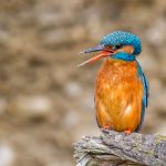 Eisvogel (Alcedo atthis) Weibchen