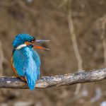 Eisvogel (Alcedo atthis) Weibchen