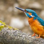 Eisvogel (Alcedo atthis) Männchen