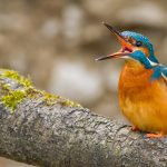 Eisvogel (Alcedo atthis) Männchen