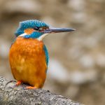 Eisvogel (Alcedo atthis) Männchen