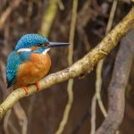 Eisvogel (Alcedo atthis) Männchen