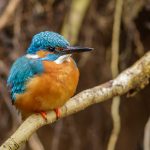 Eisvogel (Alcedo atthis) Männchen