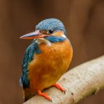 Eisvogel (Alcedo atthis) Weibchen