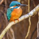 Eisvogel (Alcedo atthis) Männchen