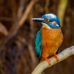 Eisvogel (Alcedo atthis) Männchen