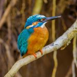 Eisvogel (Alcedo atthis) Männchen