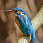 Eisvogel (Alcedo atthis) Weibchen