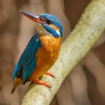 Eisvogel (Alcedo atthis) Weibchen