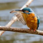 Eisvogel (Alcedo atthis) Männchen