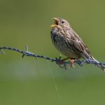Grauammer (Emberiza calandra)