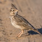 Haubenlerche (Galerida cristata)