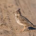 Haubenlerche (Galerida cristata)