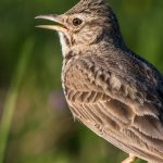 Haubenlerche (Galerida cristata)