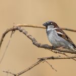 Haussperling (Passer domesticus) Männchen