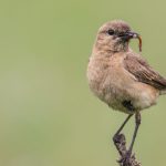 Isabell-Steinschmätzer (Oenanthe isabellina)