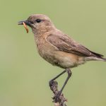 Isabell-Steinschmätzer (Oenanthe isabellina)
