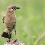 Isabell-Steinschmätzer (Oenanthe isabellina)