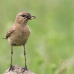 Isabell-Steinschmätzer (Oenanthe isabellina)