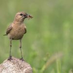 Isabell-Steinschmätzer (Oenanthe isabellina)