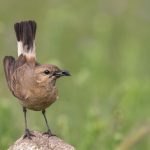 Isabell-Steinschmätzer (Oenanthe isabellina)