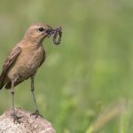 Isabell-Steinschmätzer (Oenanthe isabellina)