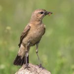 Isabell-Steinschmätzer (Oenanthe isabellina)